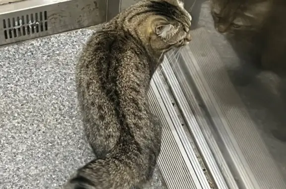 Пропала кошка Сарочка, 3 года, Коммунарка, Москва