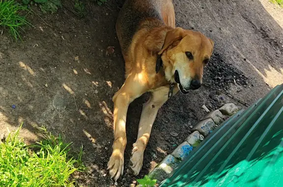 Пропала собака Дунай в Медновском сельском поселении, Тверская область