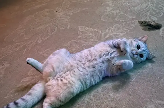 Кошки потеряшки, Набережные Челны, фото: Потеряшка серая кошка, 49/08, Набережные Челны