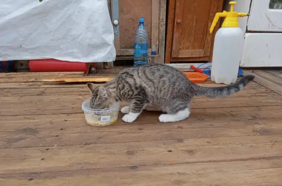 Найдена кошка в Жешарте, Республика Коми