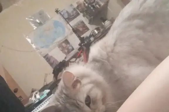 Потерянные животные Москва, фото: Пропала кошка Кот, Фестивальная ул., 73 к3, Москва