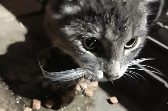 Потерянный голодный кот найден возле ТЦ на Тепличной улице