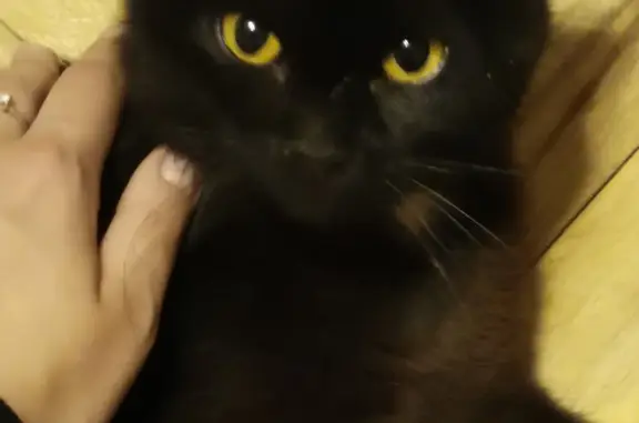 Найден черный котик с пятнышком в Москве