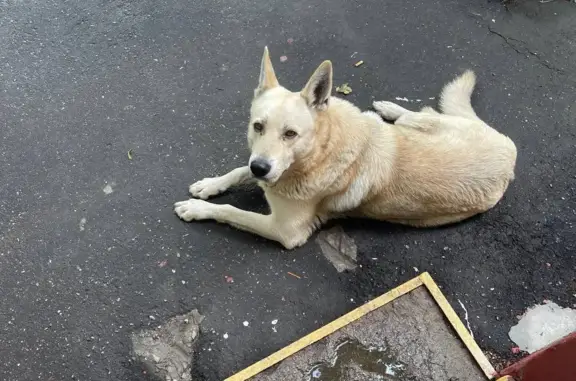 Собака найдена на Туристской ул., 2 к5, Москва