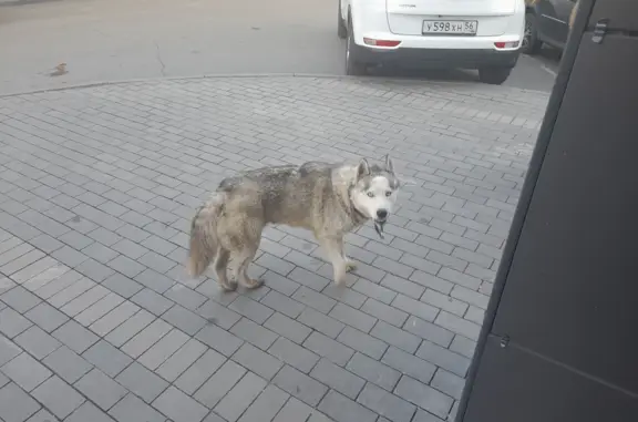 Собака Хаски найдена на ул. Маршала Жукова, 26, Оренбург