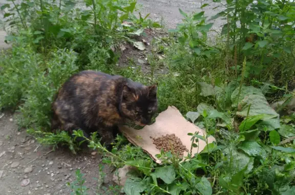 Пропала кошка Ева в районе Старого города, адрес: Механика, Косотурская 3