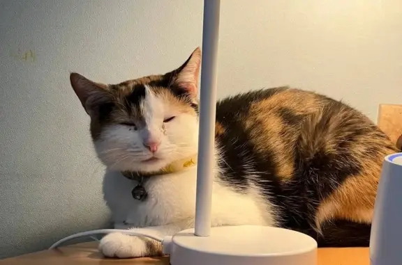 Кошки потеряшки, Москва, фото: Потеряшка трехцветная кошка с проблемой на глазу в Москве