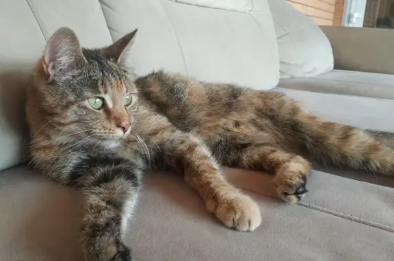 Найдена кошка Метис в Краснообске