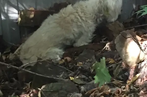 Найдена собака без ошейника, улица Некрасова, 35, Казань