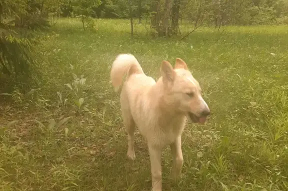 Пропала собака породы Лайка, возраст 7 месяцев, адрес: 78Н-0850, Улейминское сельское поселение