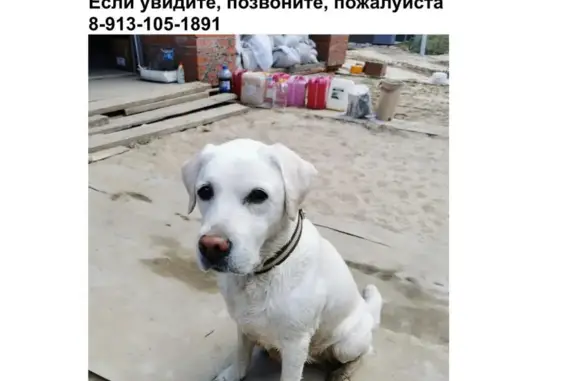 Пропала собака: Центральная улица, Коларово