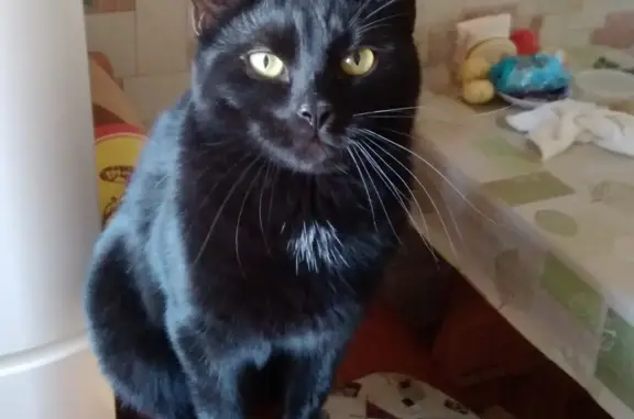 Пропала кошка в Старых Петушках, 16 июня, черный кот.