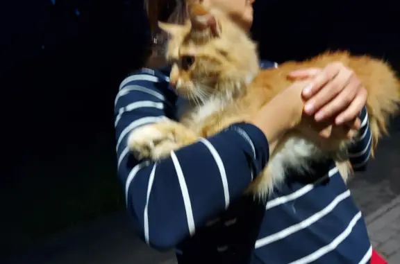 Найдена пушистая рыжая кошка в Долгопрудном
