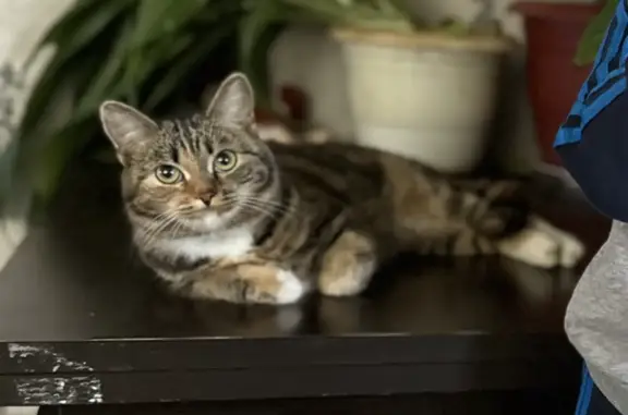 Пропала кошка на Станичной, 44, Южноуральск