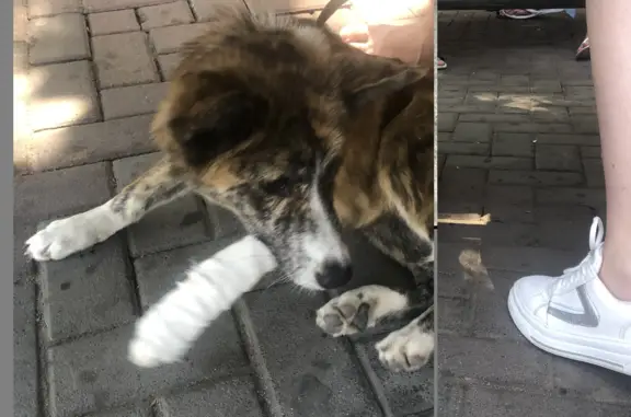 Собака с прребинтованной лапой на ул. Островского, Геленджик