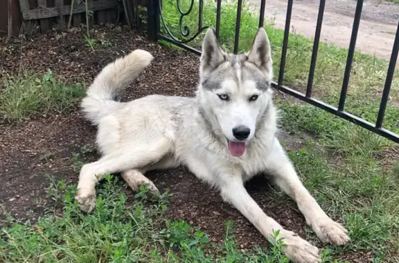 Собака-хаски найдена у дачи в Новосибирске