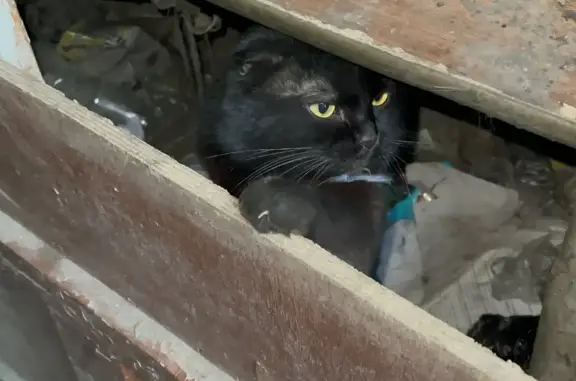 Найден чёрный котик, ищет дом. ул. Горького, 31, Челябинск