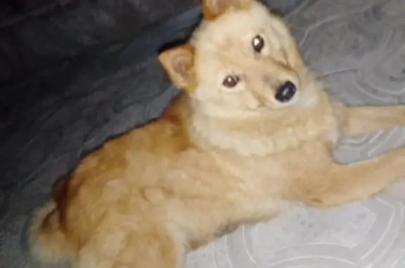Найдена породистая собака в Сыктывкаре, пр. Бумажников