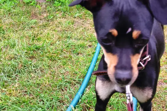 Найдена собака, Санкт-Петербург, фото: Потерянная собака: девочка без ошейника, Кубинская ул., 70 к1, СПб