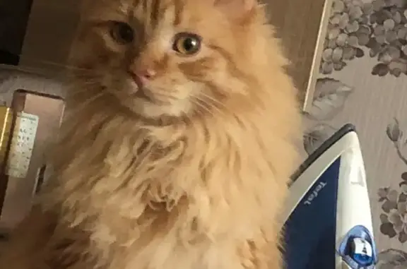 Кошки потеряшки, Новосибирск, фото: Потеряшка кошка Мальчик, рыжий окрас, ул. Б. Богаткова 262, Новосибирск