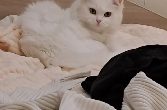 Кошки потеряшки, Новосибирск, фото: Потеряшка кошка на ул. Петухова, 130, Новосибирск