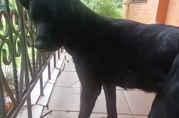 Найдена собака черного цвета с белым пятнышком на груди, адрес: ул. Королёва, Королёв