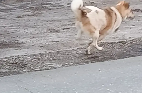 Найдена собака у реки Ташеба, Калинино