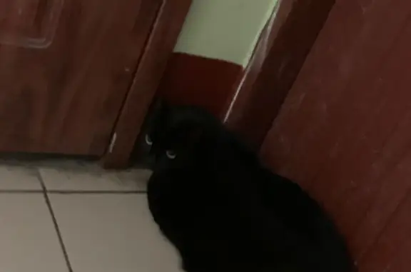 Кошки потеряшки, Санкт-Петербург, фото: Потеряшка черная кошка на Светлановском проспекте, 46 к1