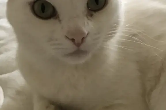 Объявления о пропавших и найденных животных, , фото: Пропала белая не породистая кошка, Ревкомовский пер.