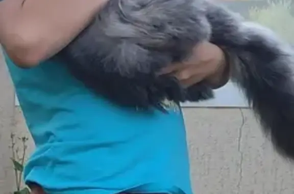 Кошки потеряшки, Энгельс, фото: Потеряшка кошка, ул. Чапаева, 46, Энгельс