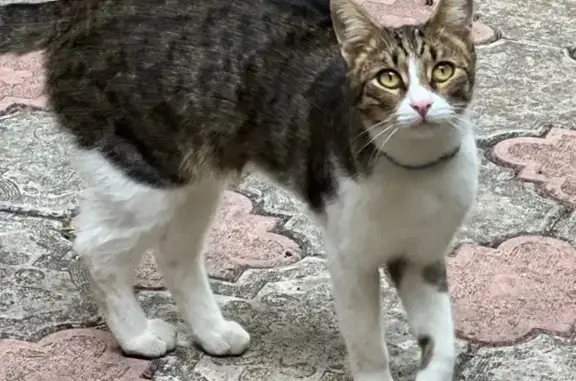Пропал кот на ул. Кирова, 54 в Евпатории
