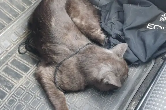 Найден молодой кот с ЧМТ на Дмитровском шоссе, Сухарево