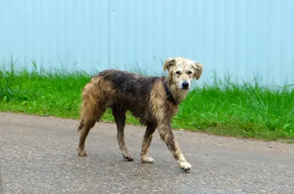 Найдена собака, Московская область, фото: Найдена собака на Волоколамском шоссе