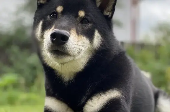 Собаки потеряшки, Трошково, фото: Потеряшка собака Кобель, СНТ Нектар, Трошково