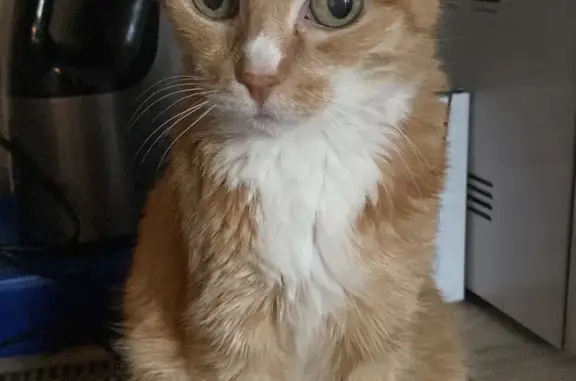 Кошки потеряшки, Омск, фото: Потеряшка кошка: Рыжая, 16 лет, Транссибирская улица