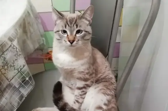 Кошки потеряшки, Набережные Челны, фото: Потеряшка кошка Мальчик в Малошильнинском сельском поселении, Татарстан