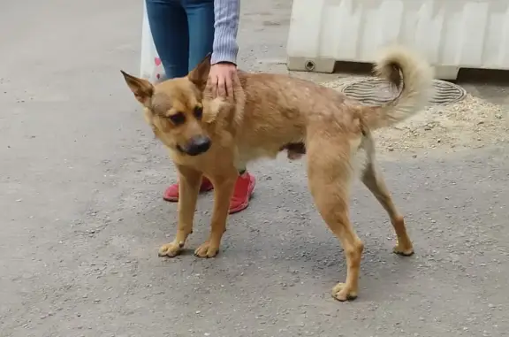 Пропала собака: рыжий помесь в СНТ КООПЕРАТОР, Липецк