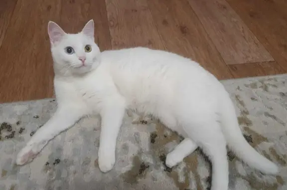Кошки потеряшки, Тамбов, фото: Потеряшка белая кошка, Полынковская ул., 67, Тамбов