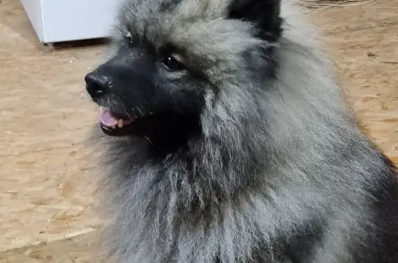 Пропала собака Мальчик, серый-волчий окрас, Иваново