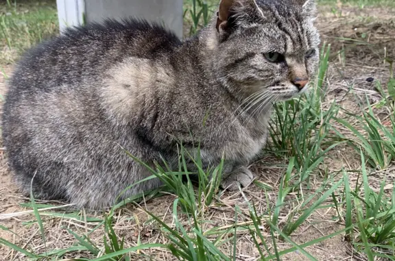 Найдена беременная кошка в Ярославле на пр. Ленина