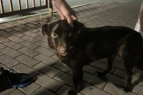 Найдена собака: умный пёс, ул. Димитрова, 55, Воронеж