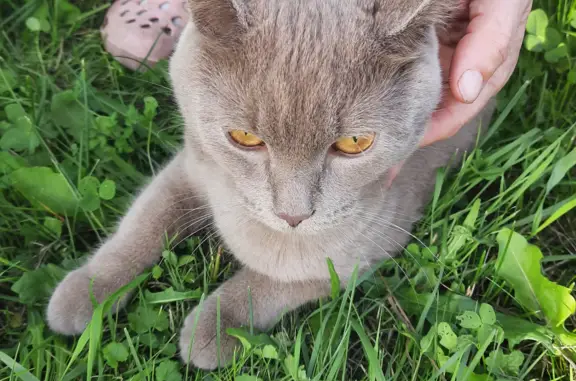 Найдена молодая кошка в Осередке, Архангельская обл.