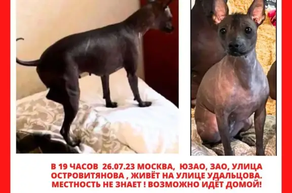 Пропала собака на ул. Островитянова, 5, Москва
