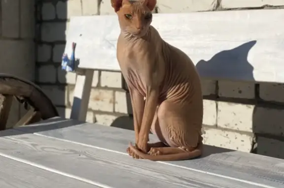 Кошки потеряшки, Мирновское, фото: Потеряшка кот Кросс в Мирновском поселении, Ульяновская область