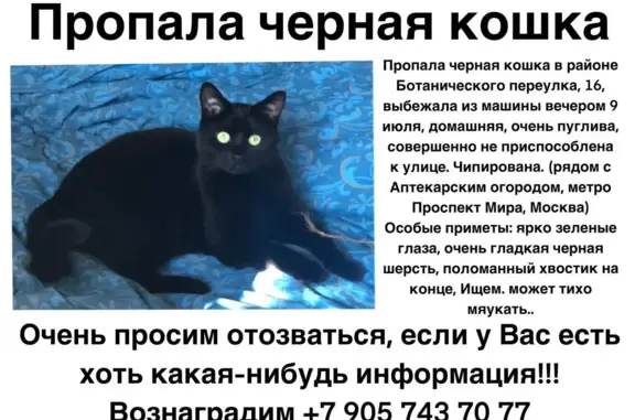 Пропала черная кошка в районе Ботанического переулка, Москва