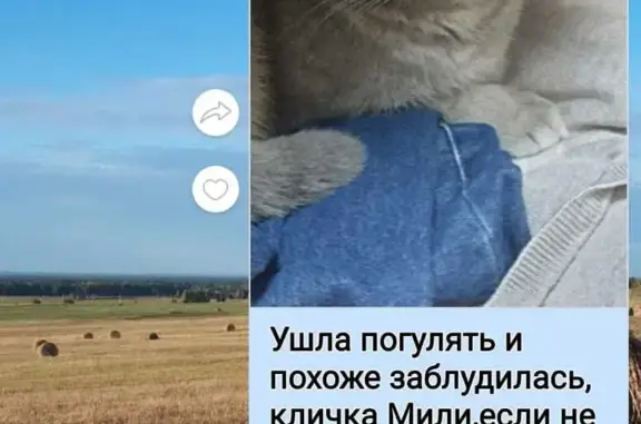 Пропала кошка Мили в СНТ Этилен, Иркутская область