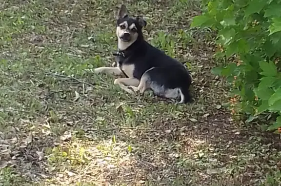 Найдена собака в Кемерово, Промышленная