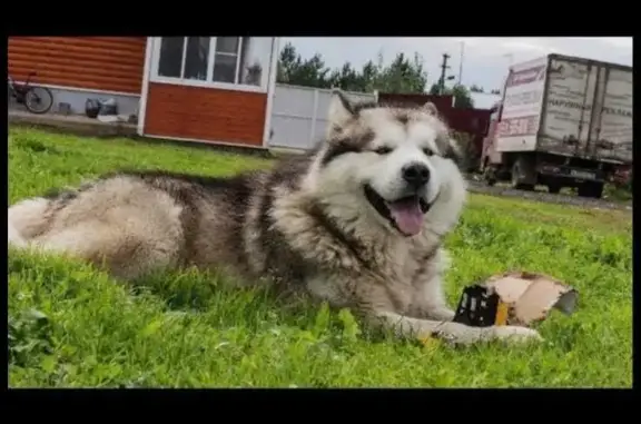 Пропала собака в Вологодской области
