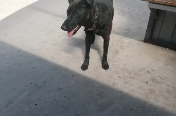Найден чёрный пёсик на ул. Подсолнечная