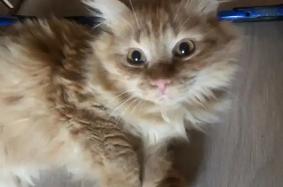 Кошки потеряшки, Новосибирск, фото: Потеряшка пушистая кошка Мальчик, ул. Б. Богаткова, 262